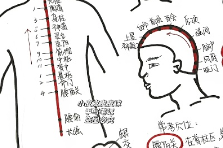督脉一穴是身体的“顶梁柱”，早晚按一按，补气壮阳，赶走头晕气喘、腰背痛