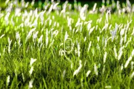 从芒种起，每天做3个动作、揉透3穴、喝好2茶，种下健康的种子！