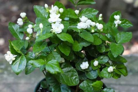 6月开的这种花，别只知道观赏，用来泡水喝，整夏不用愁！
