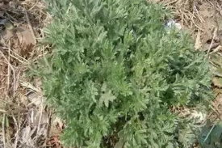 夏季多吃“仙人草”，降血糖，消暑热