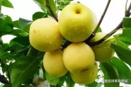 这颗“东方神果”，比梨还润肺！用它泡水喝，清热利咽、化痰止咳、还能润肠胃