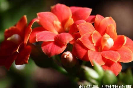 这朵“长寿花”，经常泡水喝，养肝明目，清热散风，头痛感冒都赶跑！