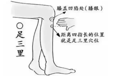 腿上一穴是人体“天然药库”，经常按一按，通肠祛湿，舒筋活络，可调多种疾病！