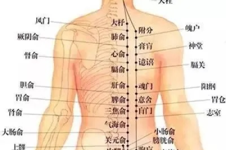 敲这一处，补足一身阳气！宣肺理气，通经活络，远离咳嗽、胸闷、腰背痛