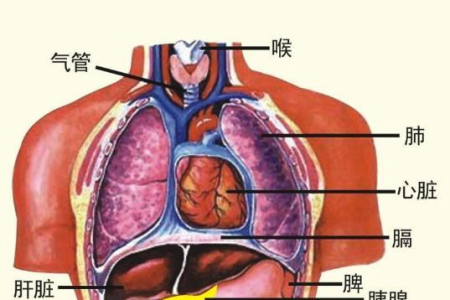 五脏都怕“堵”！用好这几招，排毒清脏，养肺护肾，给身体做个大扫除！