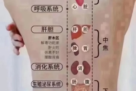 春天养背，人活百岁！用好这几招，升阳气、通经络，五脏六腑都健康