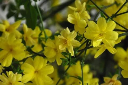 春天常见的1种花，全身都是宝，护眼、通便、降血压！