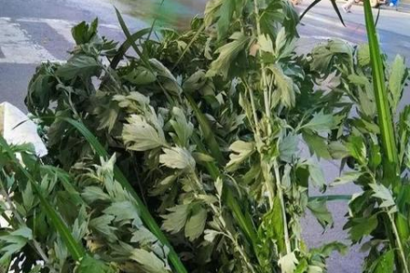 四川端午节周边游推荐，感受传统文化与自然风光！