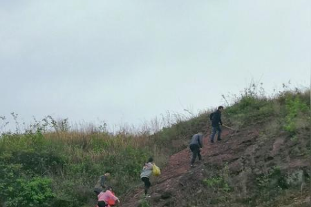 每年清明节都是4月5日吗？阳历清明节日期是怎么确定的？