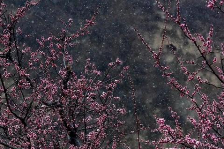 清明节为什么用公历计算日期，而不是农历？