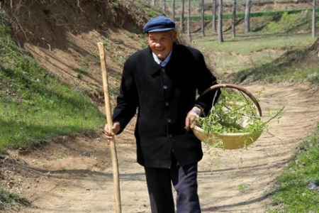 清明节为什么是公历日期？传统节日与现代历法的巧妙结合