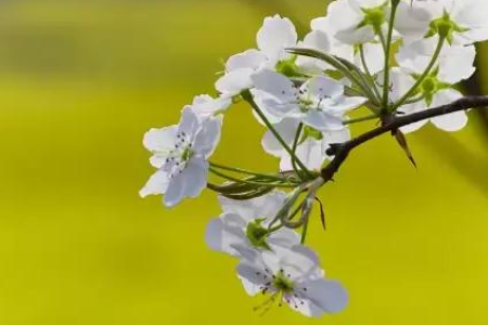 今年清明节是几月几日？清明节日期每年都相同吗？