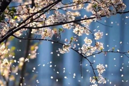 清明节日期是农历几月？清明节是几号？