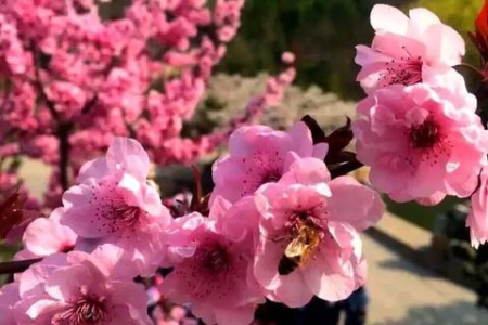 2025年清明节高速免费具体是哪几天？出行前必看的高速免费时间表