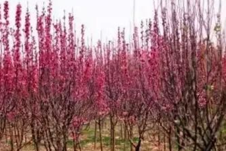 详解清明节传统风俗习惯，祭奠先人与踏青赏春如何兼顾？