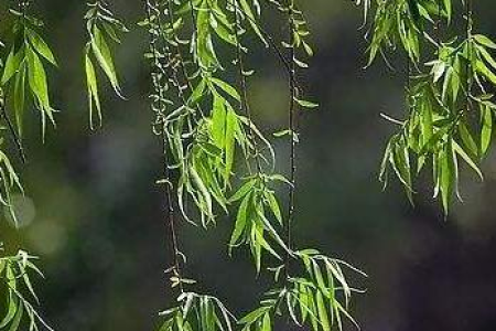 详解清明节的传统风俗习惯，你知道几种？扫墓、插柳、吃青团……