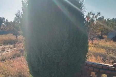 清明节是农历几月几日？今年清明节是早还是晚？