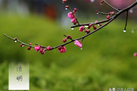 4月4日还是4月5日？清明节日期为何每年都不一样？