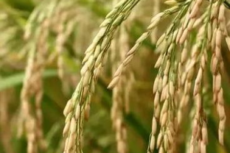 清明节气具体是什么意思？带你了解清明节气的一切
