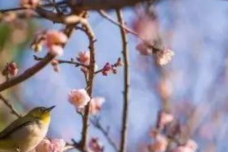 4月清明节放假3天！4月4日周五到6日周日，赶紧安排行程！