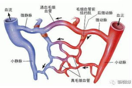 微循环障碍是百病之源！如何改善微循环？做好这些，让您健康长寿！