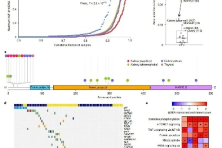 癌症、慢性病发生前，线粒体先衰退！逆转慢性病，重拾活力