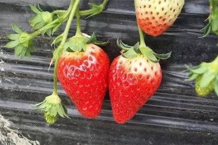 大个儿草莓是因为打了激素？这说法到底靠不靠谱？