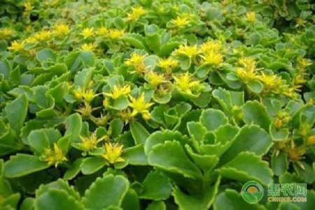 轻松掌握费菜：功效、作用、禁忌及多种食用方法