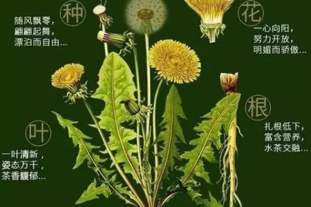 蒲公英：神奇的功效与作用，食用方法和禁忌！
