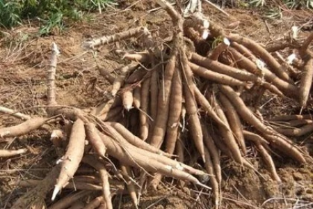 深入了解木薯：功效、禁忌和正确的食用方法