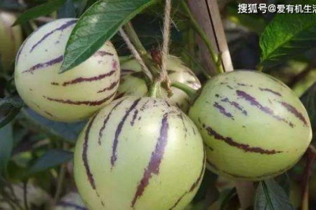 人参果的功效与作用有哪些？吃人参果的禁忌和方法