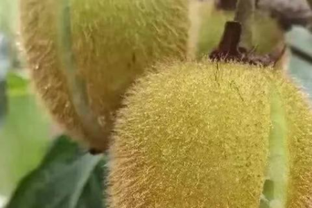 猕猴桃种植几年结果？影响结果时间的因素有哪些？