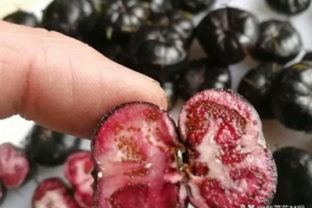红果参泡酒能治什么病？功效与禁忌一览