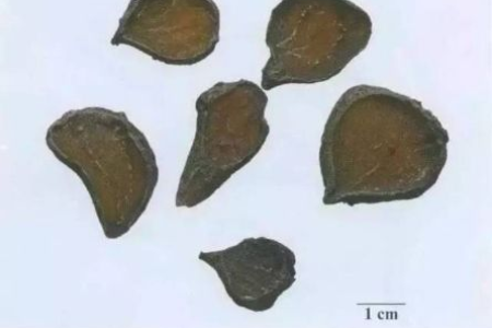 黑顺片是药材还是炮制品？附子炮制过程大揭秘