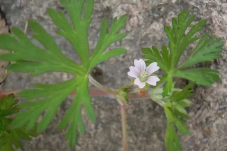 你知道老鹳草的作用吗？治疗风湿和肠胃疾病