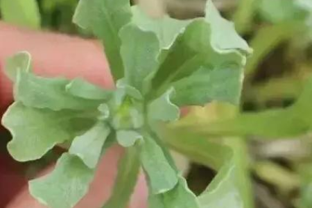 香椿菜是灌木还是乔木？一文带你了解香椿的植物属性