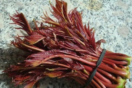 你知道香椿菜来自什么树吗？揭秘香椿树的品种。