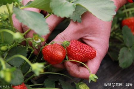 错过春季还能种草莓吗？秋季草莓种植技巧及时间选择