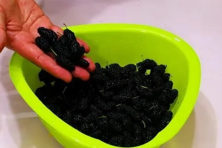 桑葚清洗技巧大全：快速去除脏东西，吃得更放心