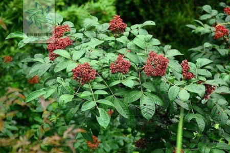 吴茱萸和山茱萸区别大吗？用错了后果严重！