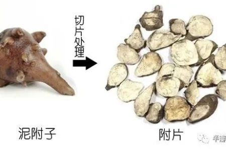 解开黑顺片咸味的秘密：附子炮制及药理分析