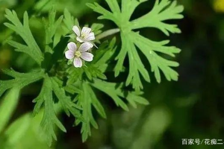 老鹳草的别名大全：长嘴老鹳草你了解多少？