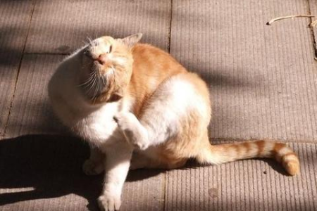 狂犬病传播途径有哪些？咬伤、抓伤、舔舐都可能感染！