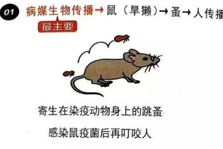 细解鼠疫的主要传播途径：鼠蚤叮咬、飞沫、接触传播