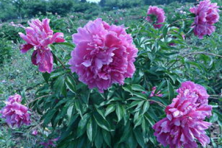 芍药的功效与作用大揭秘：药用价值、禁忌及食用方法详解