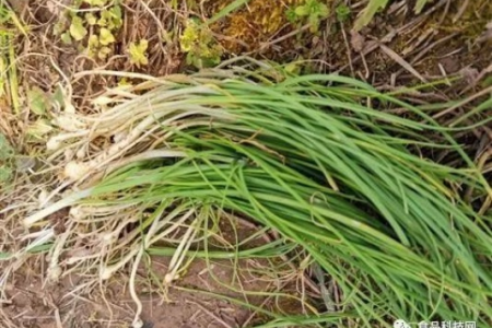 想了解野蒜？功效、作用、禁忌及最佳食用方法都在这里