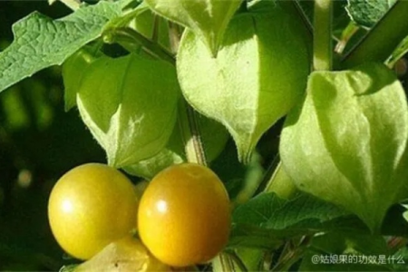 想吃姑娘果？先看看这些！功效、禁忌、食用方法全攻略
