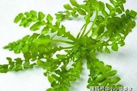 荠菜的功效、禁忌和正确食用方法，你都了解吗？