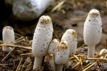 食用鸡腿菇的好处和坏处：功效、禁忌及详细食用方法指南