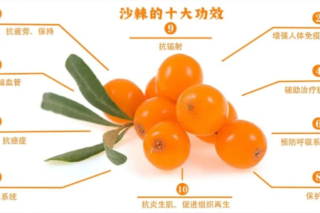 想吃沙棘却不知道怎么吃？功效、禁忌和食用方法一次性告诉你